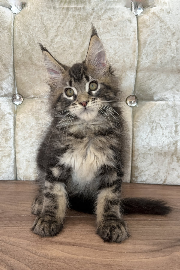 Eney | Maine Coon Kitten
