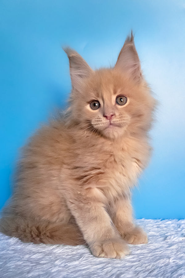 Faraon | Maine Coon Kitten