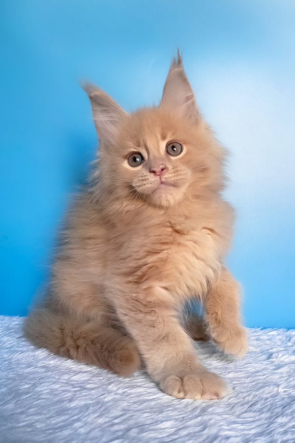 Faraon | Maine Coon Kitten