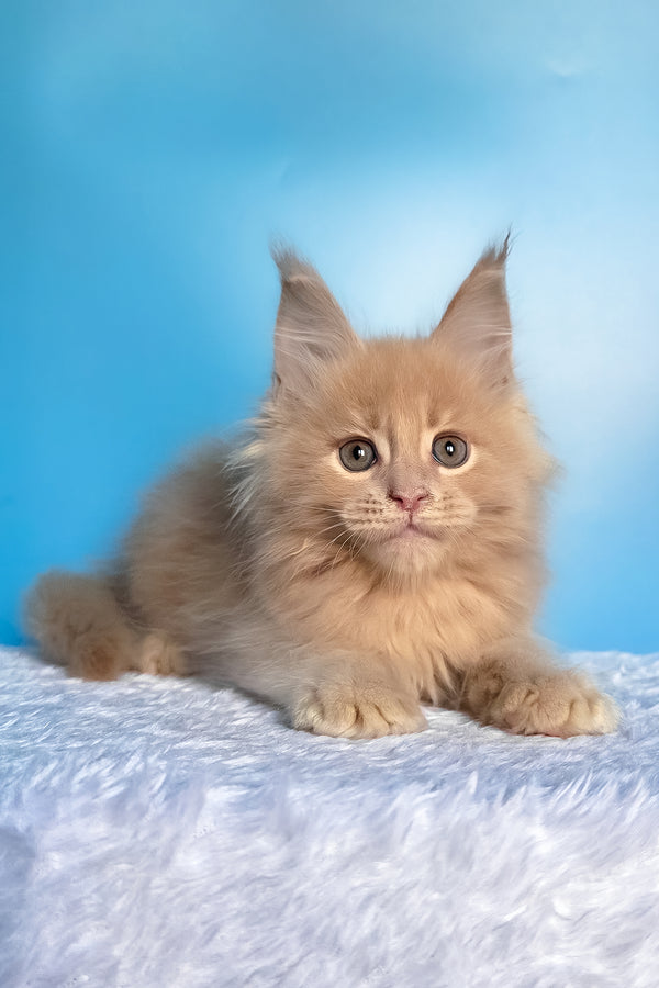 Faraon | Maine Coon Kitten