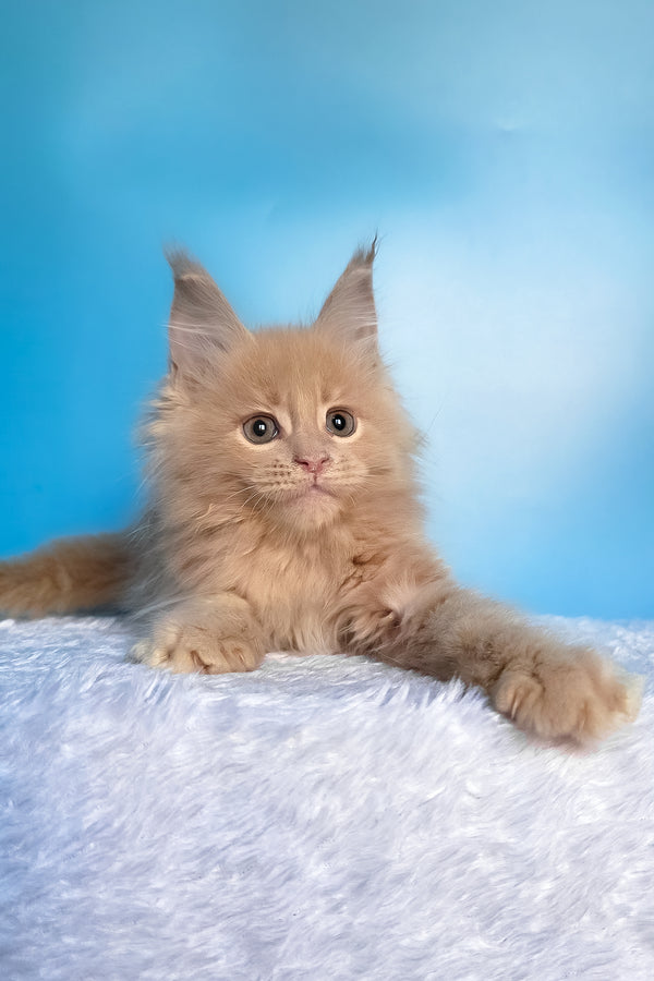 Faraon | Maine Coon Kitten