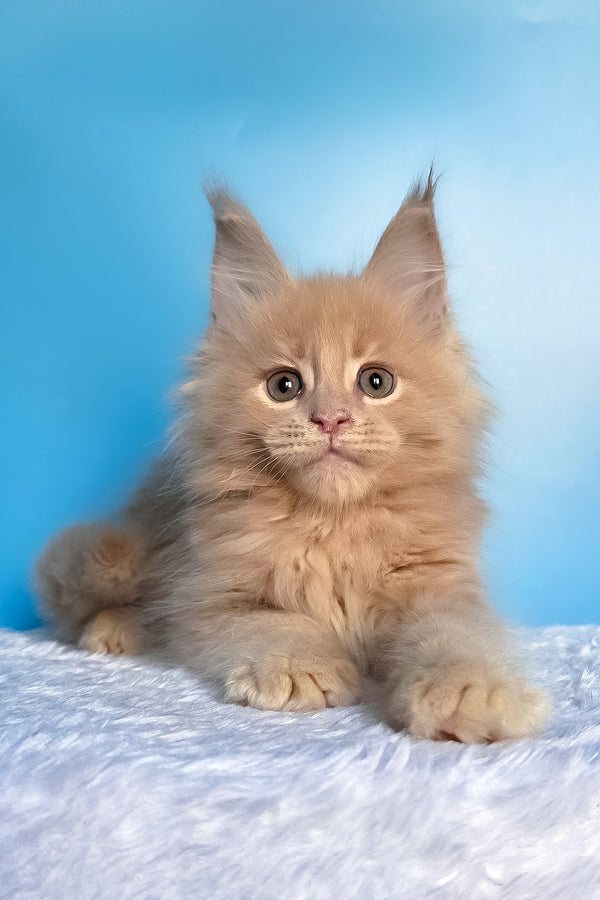 Faraon | Maine Coon Kitten