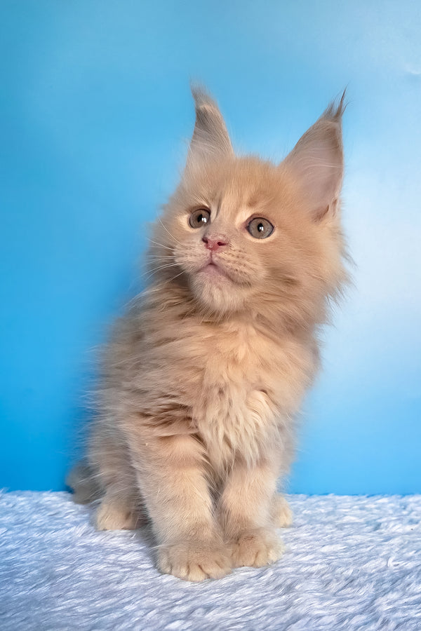 Faraon | Maine Coon Kitten
