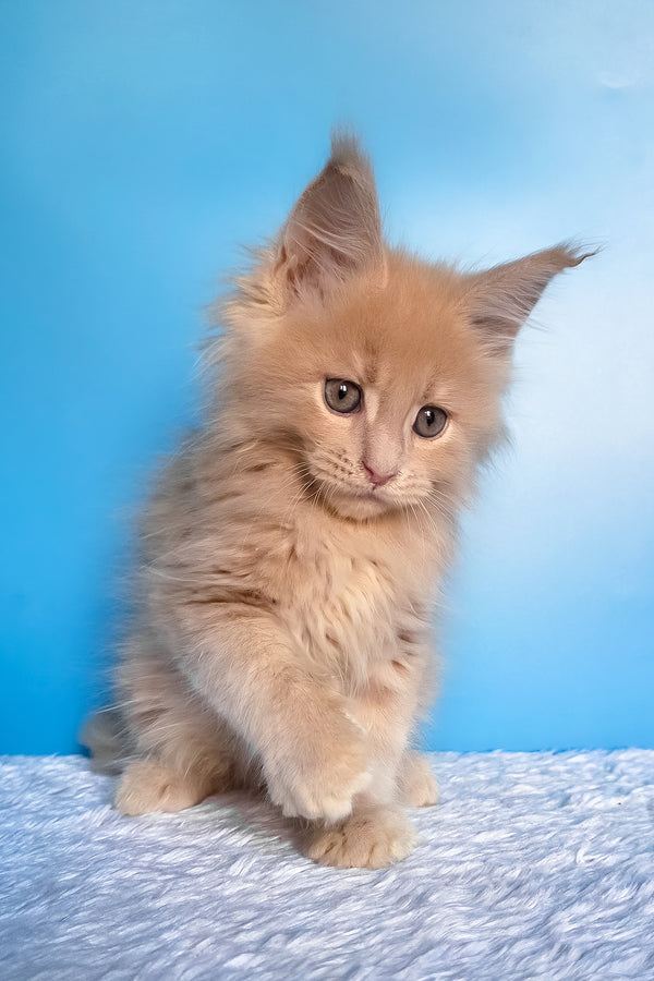 Faraon | Maine Coon Kitten