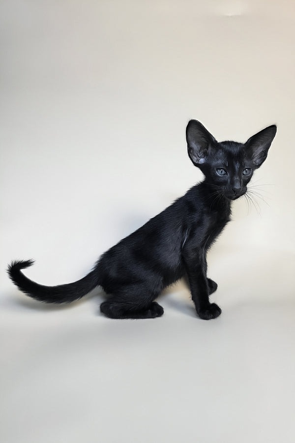 Fenrir | Oriental Shorthair Kitten