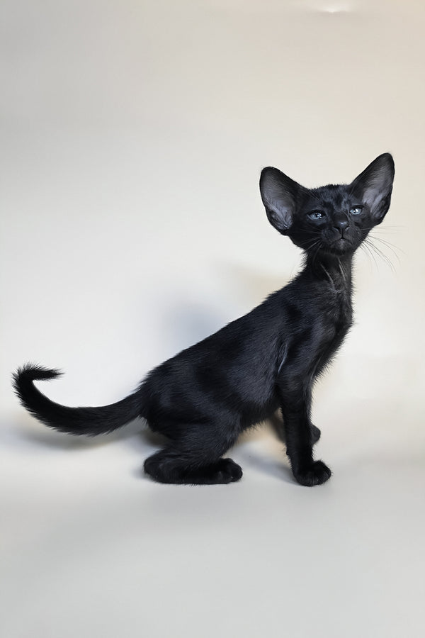 Fenrir | Oriental Shorthair Kitten