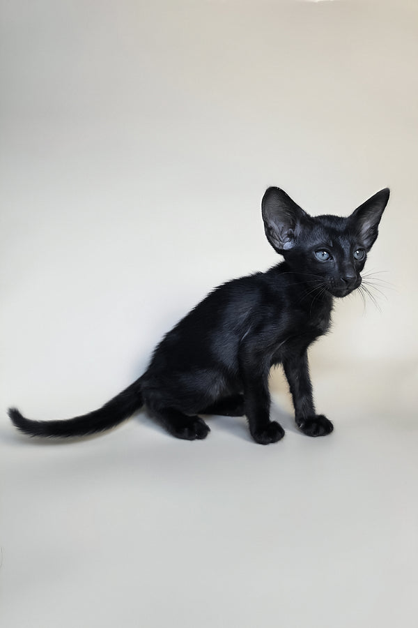 Fenrir | Oriental Shorthair Kitten