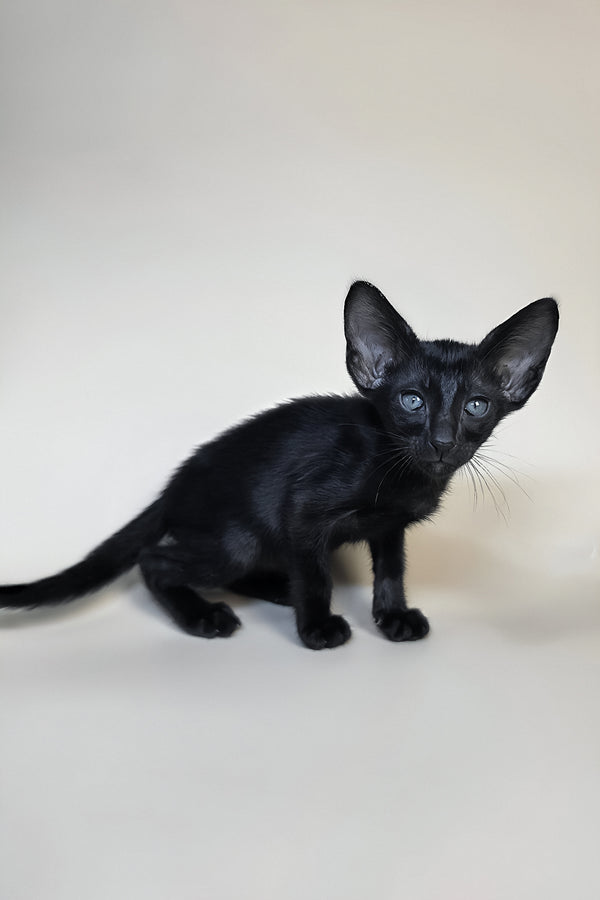 Fenrir | Oriental Shorthair Kitten