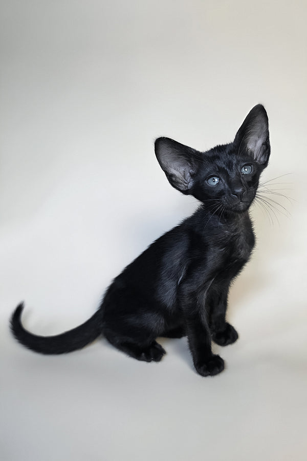 Fenrir | Oriental Shorthair Kitten