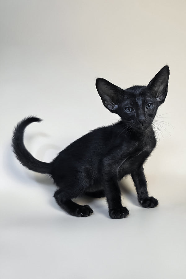Fenrir | Oriental Shorthair Kitten