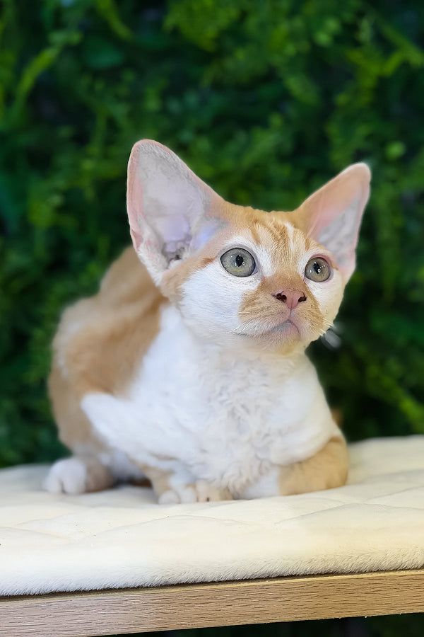 Finn | Devon Rex Kitten