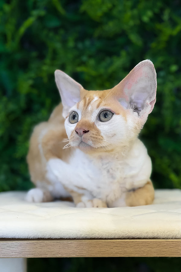 Finn | Devon Rex Kitten