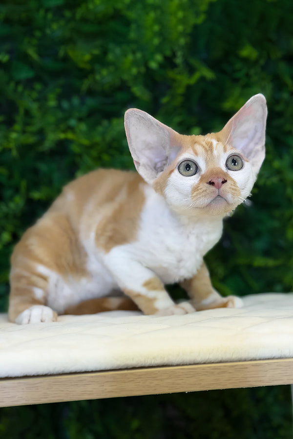 Finn | Devon Rex Kitten