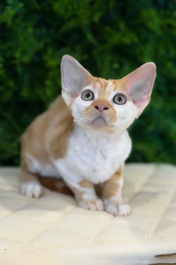 Finn | Devon Rex Kitten