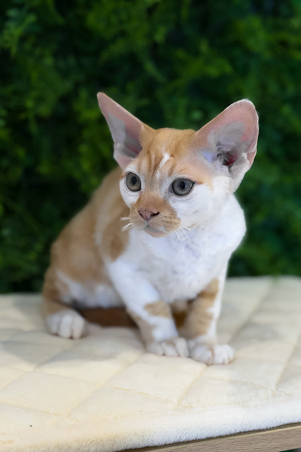 Finn | Devon Rex Kitten