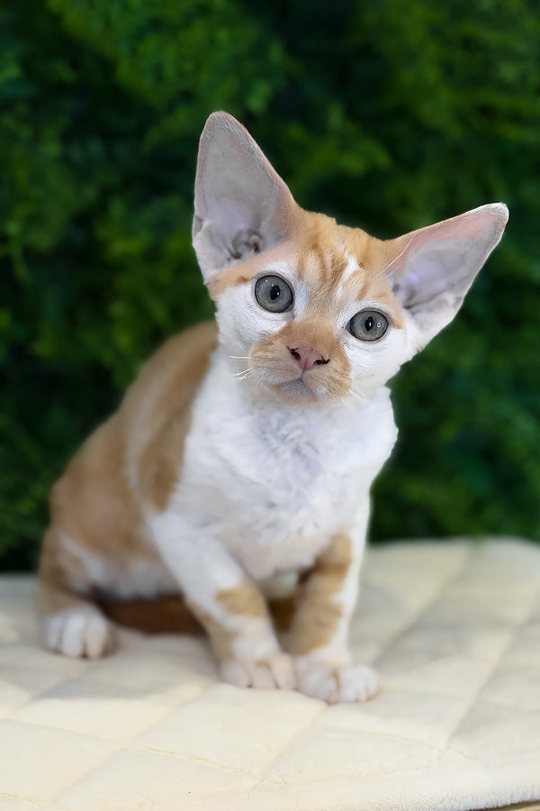 Finn | Devon Rex Kitten