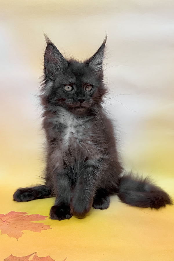 Flora | Maine Coon Kitten