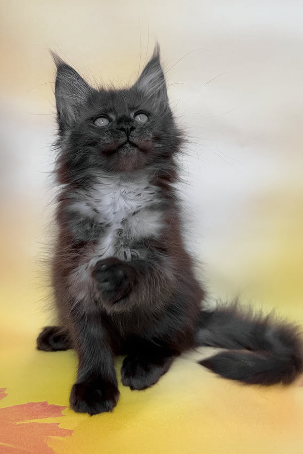 Flora | Maine Coon Kitten
