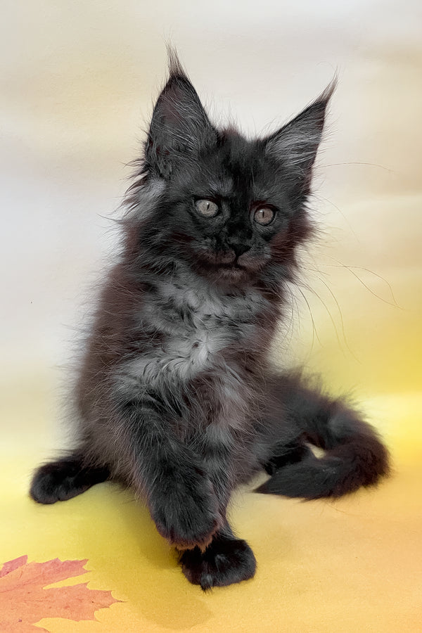Flora | Maine Coon Kitten
