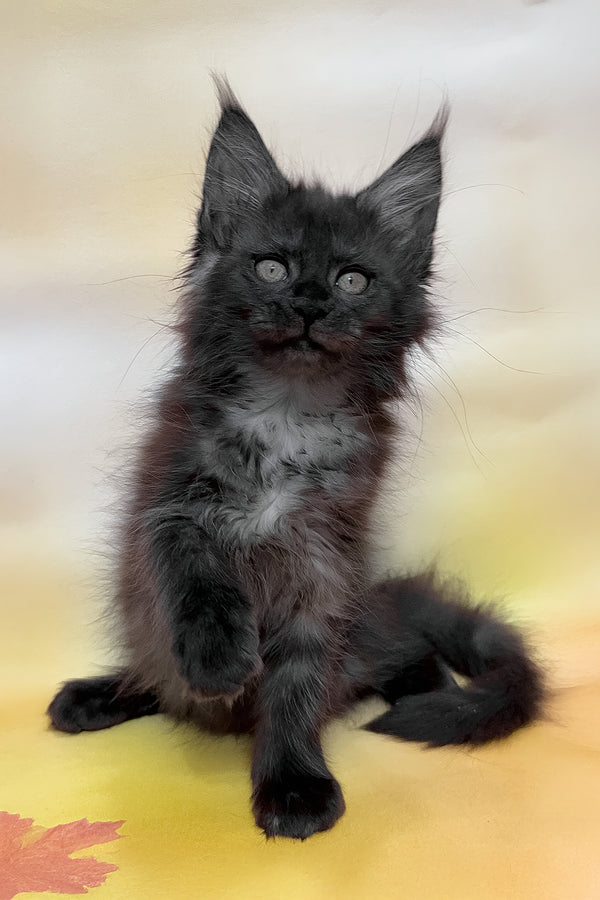 Flora | Maine Coon Kitten