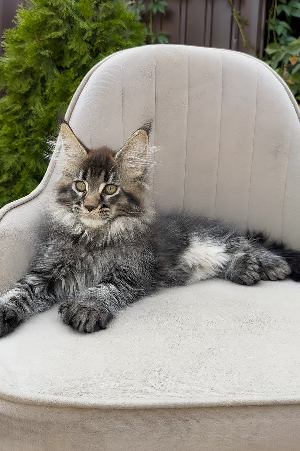 Florence | Polydactyl Maine Coon Kitten