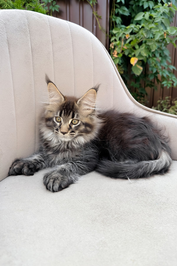 Florence | Polydactyl Maine Coon Kitten