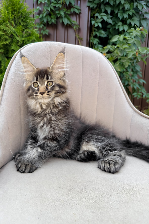 Florence | Polydactyl Maine Coon Kitten