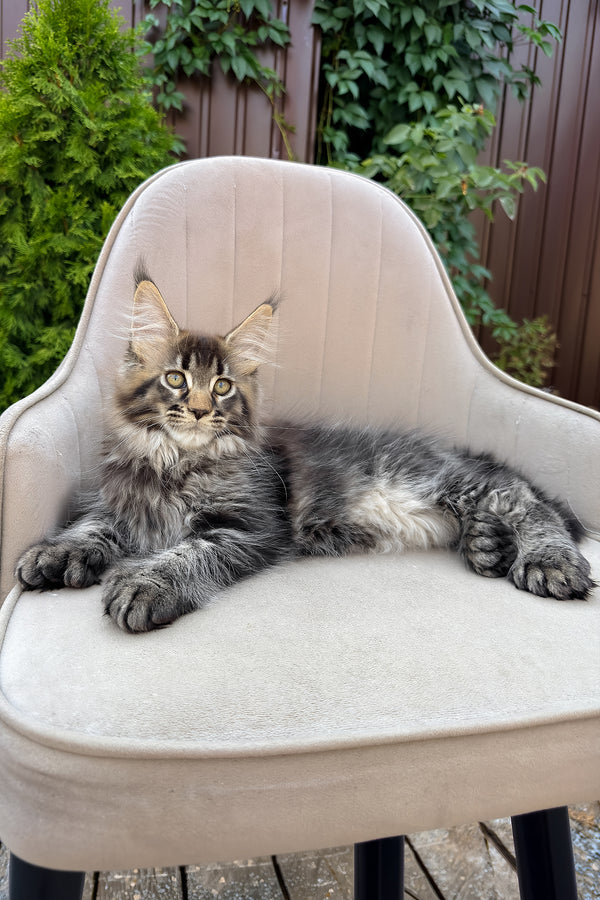 Florence | Polydactyl Maine Coon Kitten
