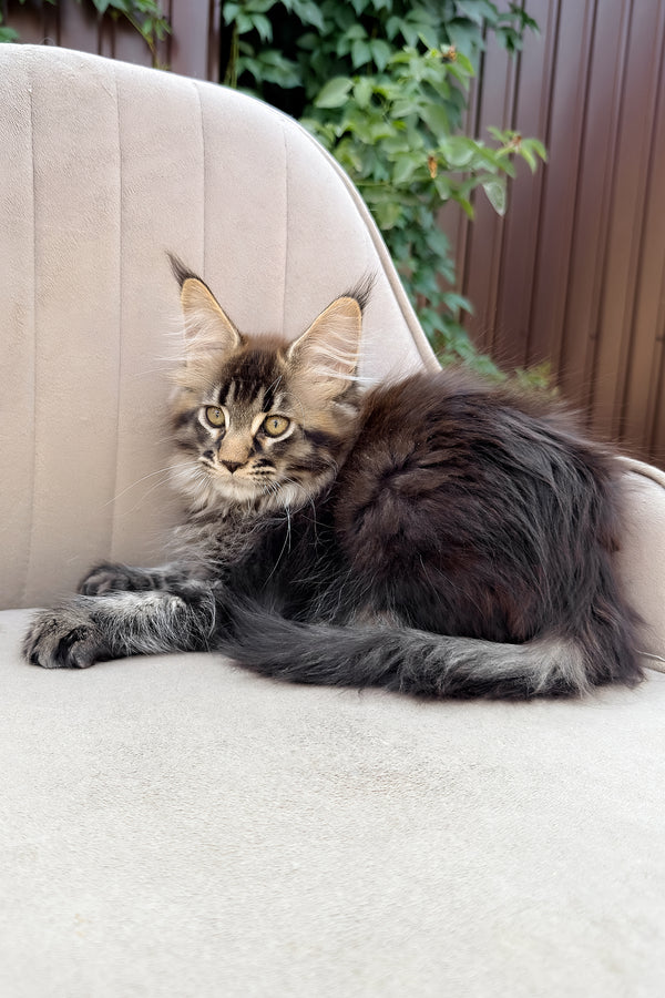 Florence | Polydactyl Maine Coon Kitten