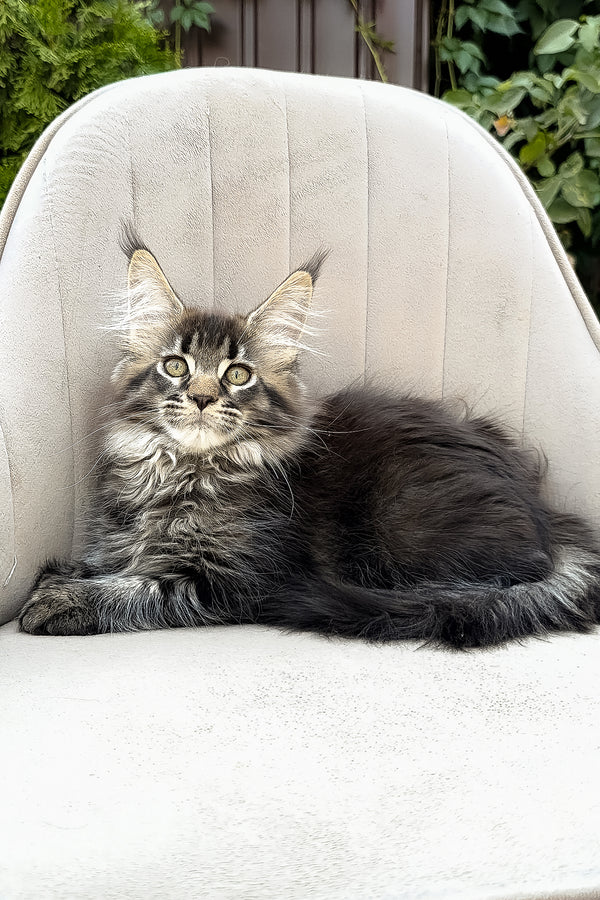 Florence | Polydactyl Maine Coon Kitten