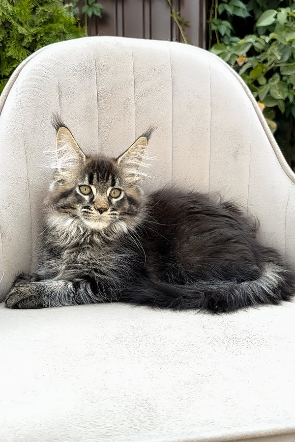 Florence | Polydactyl Maine Coon Kitten