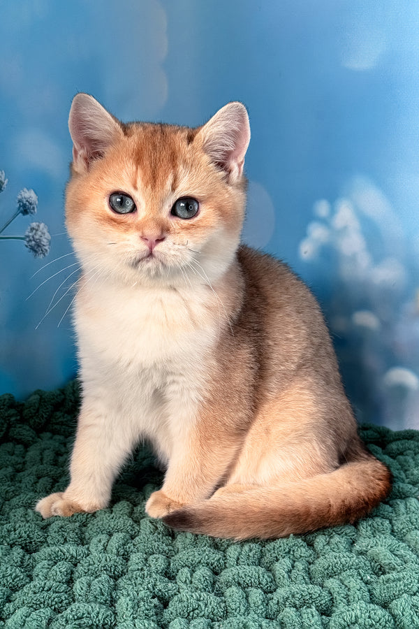 Funduk | Scottish Straight Kitten