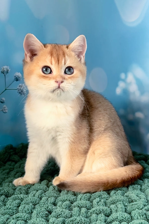 Funduk | Scottish Straight Kitten