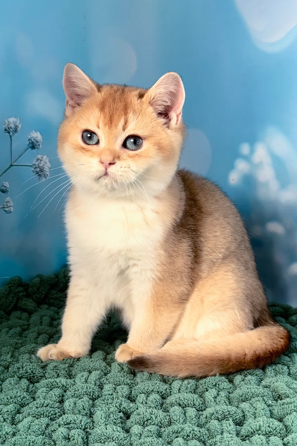 Funduk | Scottish Straight Kitten