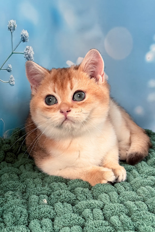 Funduk | Scottish Straight Kitten