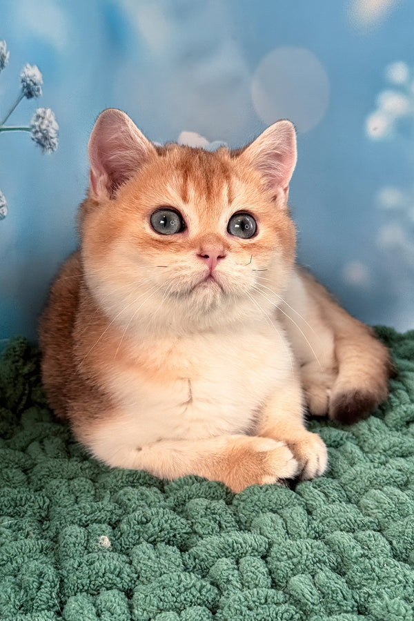 Funduk | Scottish Straight Kitten