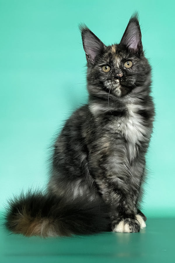 Grace | Maine Coon Kitten