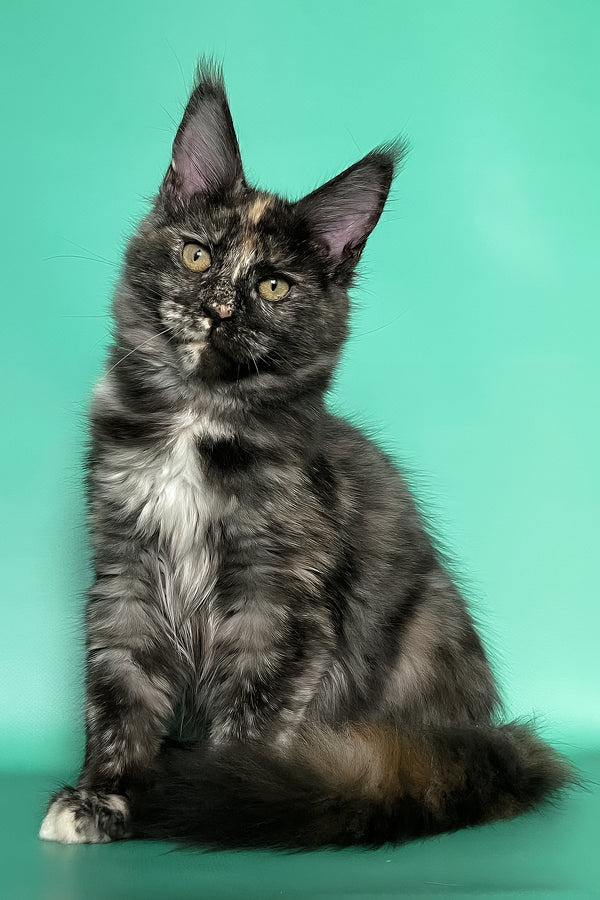 Grace | Maine Coon Kitten
