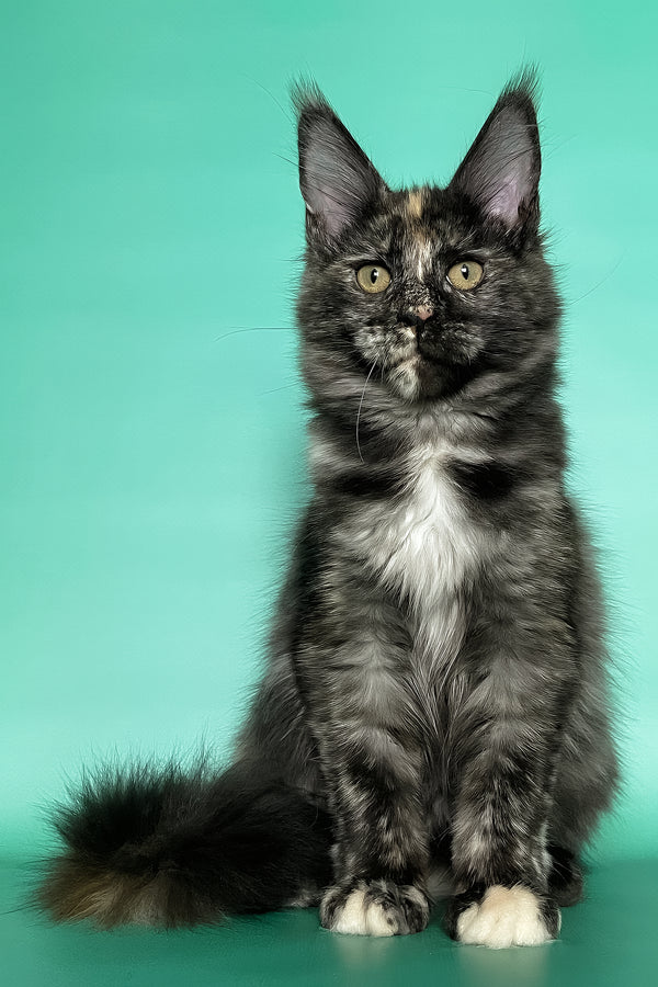 Grace | Maine Coon Kitten