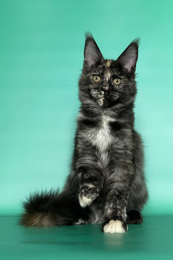 Grace | Maine Coon Kitten