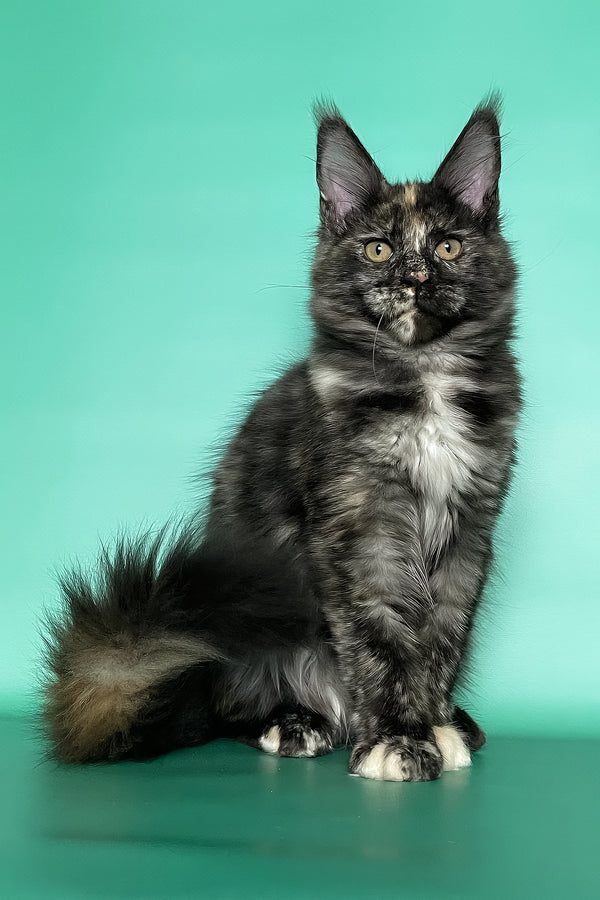 Grace | Maine Coon Kitten