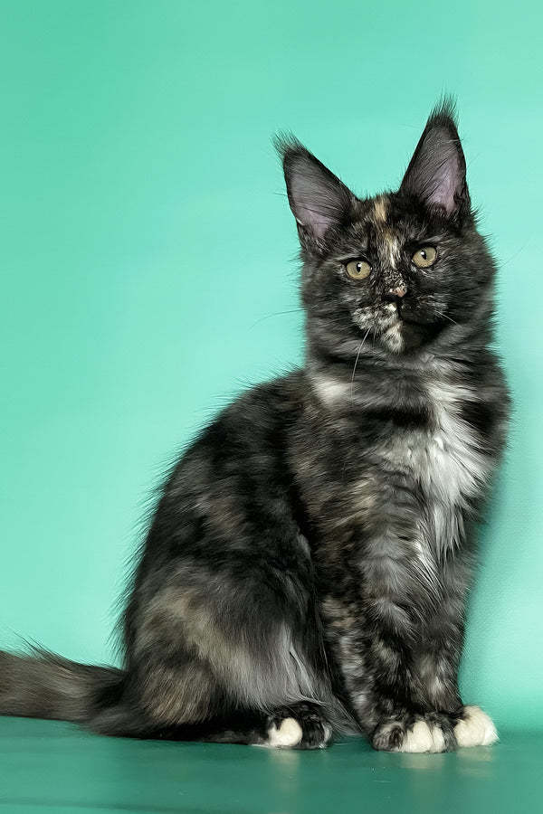 Grace | Maine Coon Kitten
