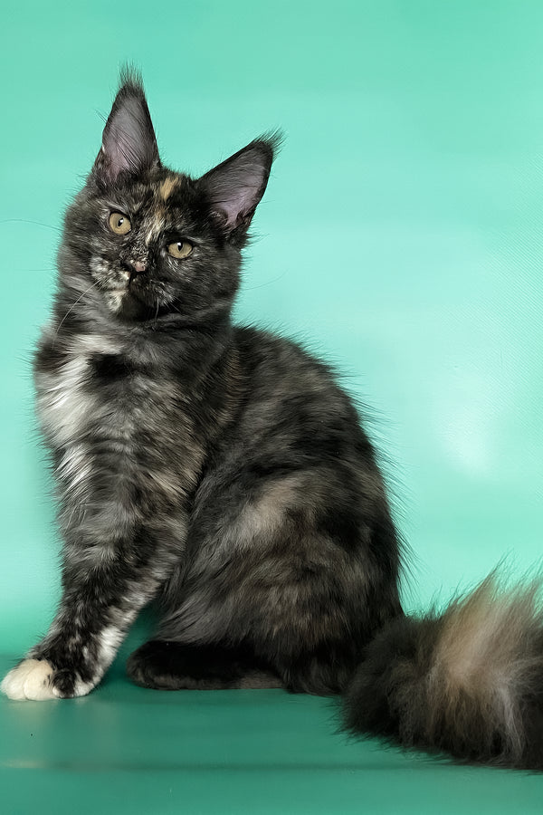 Grace | Maine Coon Kitten