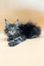 Grand | Maine Coon Kitten