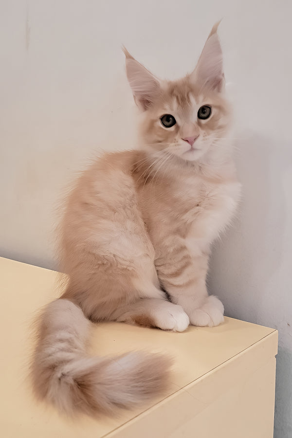 Grase-Frant | Maine Coon Kitten