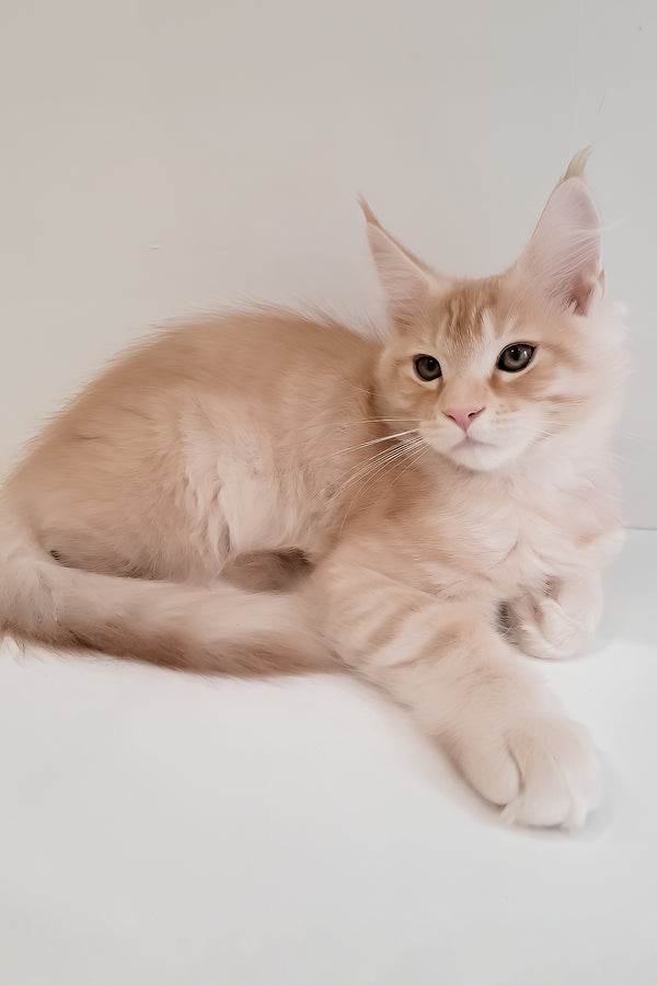 Grase-Frant | Maine Coon Kitten