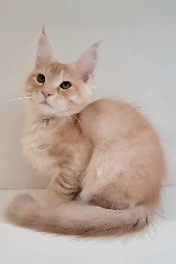 Grase-Frant | Maine Coon Kitten