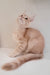 Grase-Frant | Maine Coon Kitten