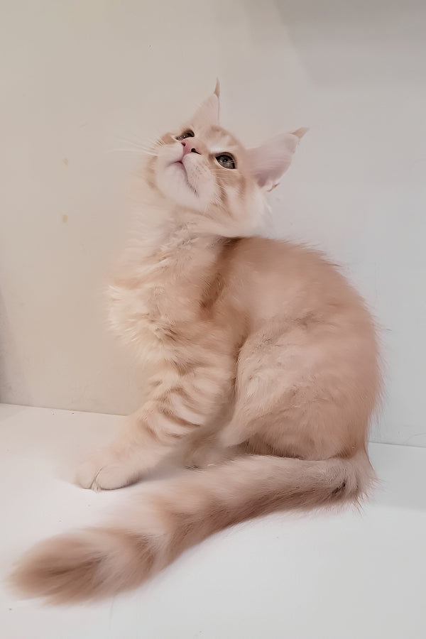 Grase-Frant | Maine Coon Kitten