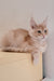 Grase-Frant | Maine Coon Kitten